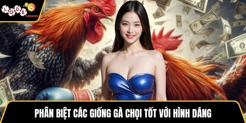 Phân biệt các giống gà chọi tốt với hình dáng